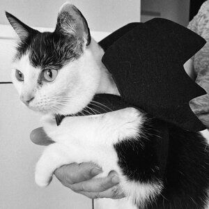 Halloween - Pet Costume - Bat Wings